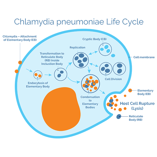chlamydia pneumoniae iga test